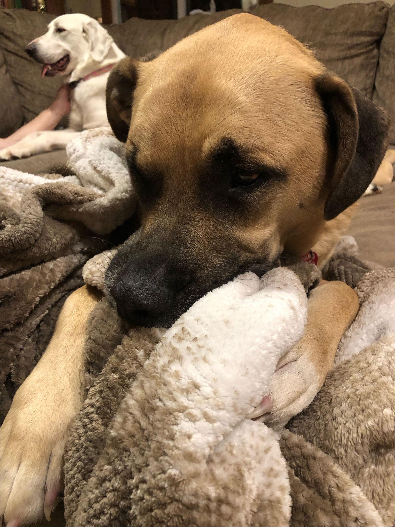 Enlarge Chester *LOCAL*, a Adoptable Black Mouth Cur in Wakefield, RI image 2/3