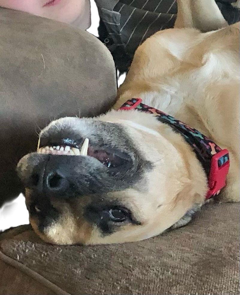 Enlarge Chester *LOCAL*, a Adoptable Black Mouth Cur in Wakefield, RI image 3/3