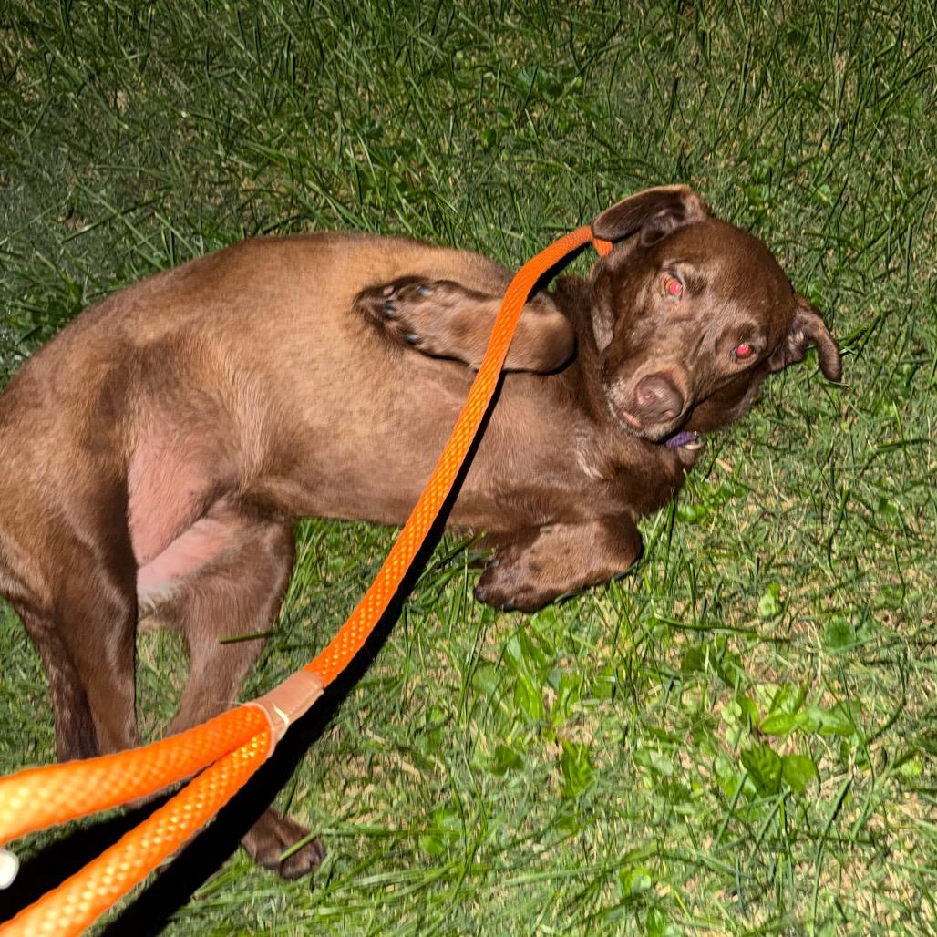 Minnie *adoption pending*, Adoptable, Adult Female Labrador Retriever.