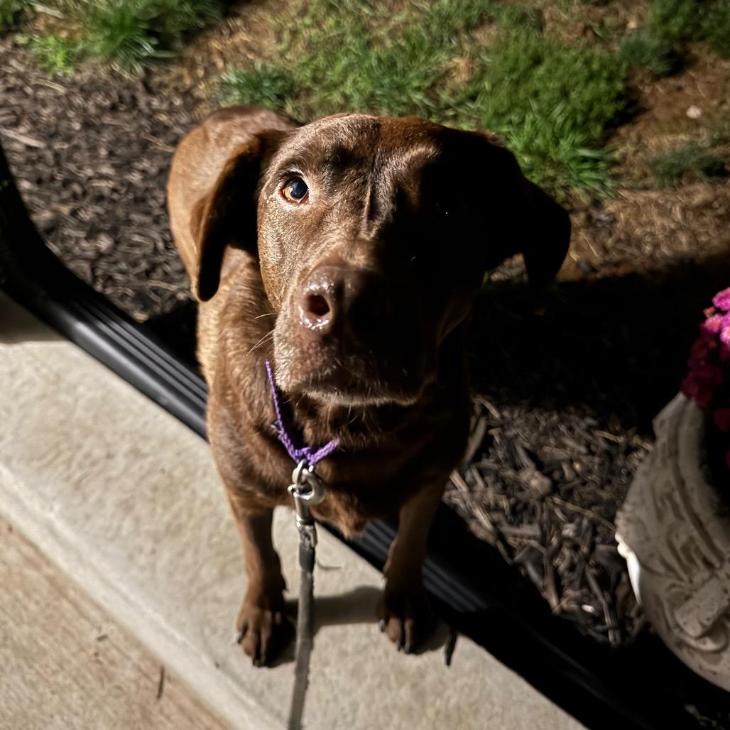 Enlarge Minnie *adoption pending*, a Adoptable Labrador Retriever in Alexandria, VA image 2/3
