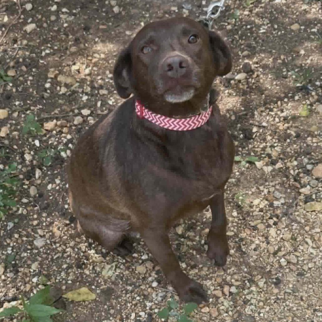 Enlarge Minnie *adoption pending*, a Adoptable Labrador Retriever in Alexandria, VA image 3/3