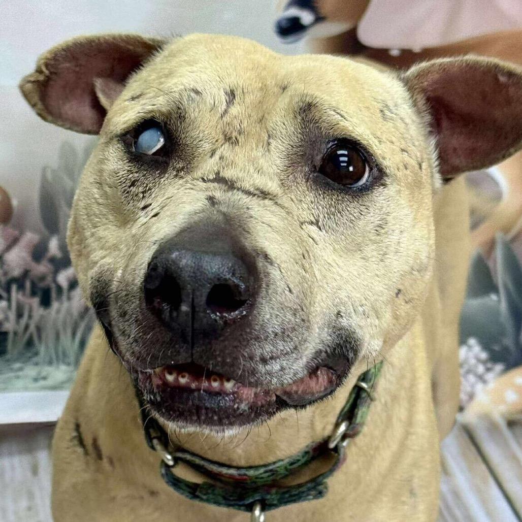 Mork, a Adoptable Pit Bull Terrier image 1/4