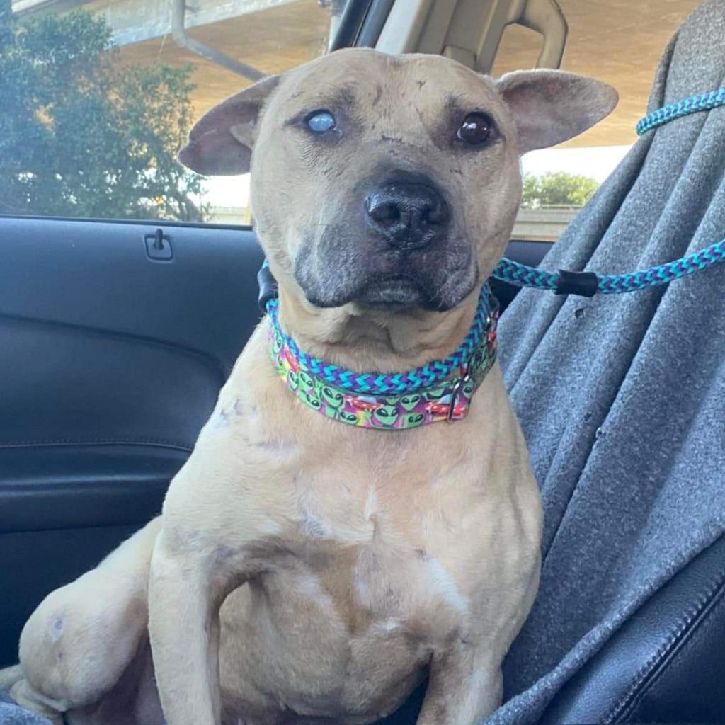 Mork, a Adoptable Pit Bull Terrier image 3/4