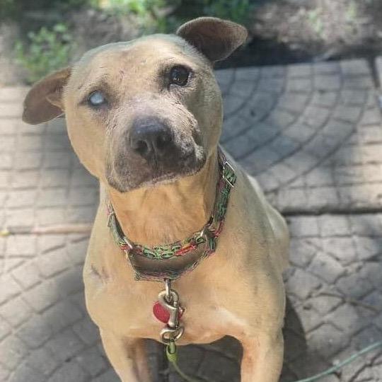 Mork, a Adoptable Pit Bull Terrier in Wichita, KS image 4/4