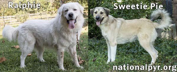 Sweetie Pie & Ralphie in CT - Love Hugs!