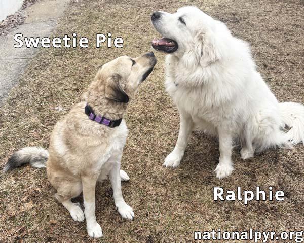 Enlarge Sweetie Pie & Ralphie in MA - Love Hugs!, a Adoptable mixed breed in Boston, MA image 3/4