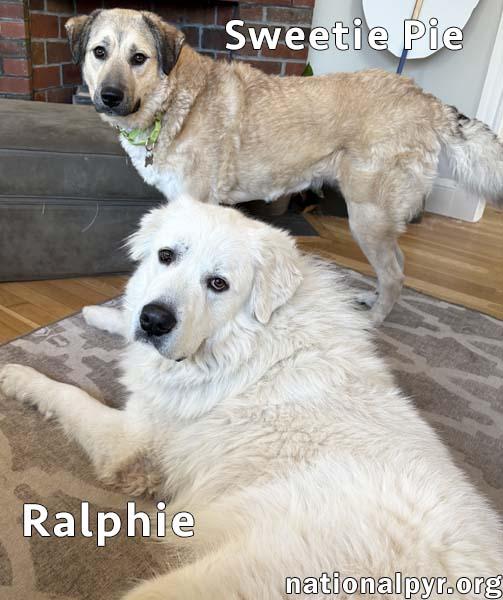 Enlarge Sweetie Pie & Ralphie in MA - Love Hugs!, a Adoptable mixed breed in Boston, MA image 2/4