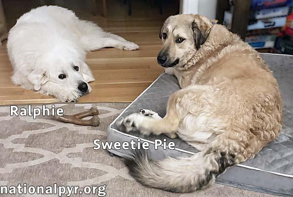Sweetie Pie & Ralphie thumbnail 3