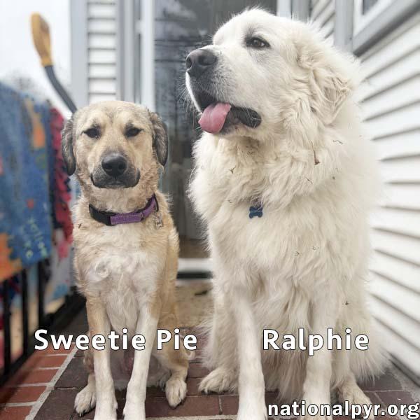 Enlarge Sweetie Pie & Ralphie in MA - Love Hugs!, a Adoptable mixed breed in Boston, MA image 1/4