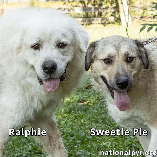 Sweetie Pie & Ralphie in CT - Love Hugs!