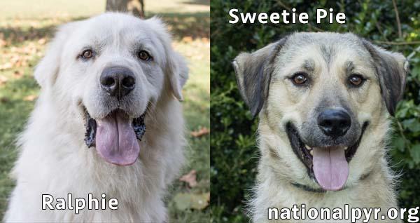 Sweetie Pie & Ralphie in CT - Love Hugs!