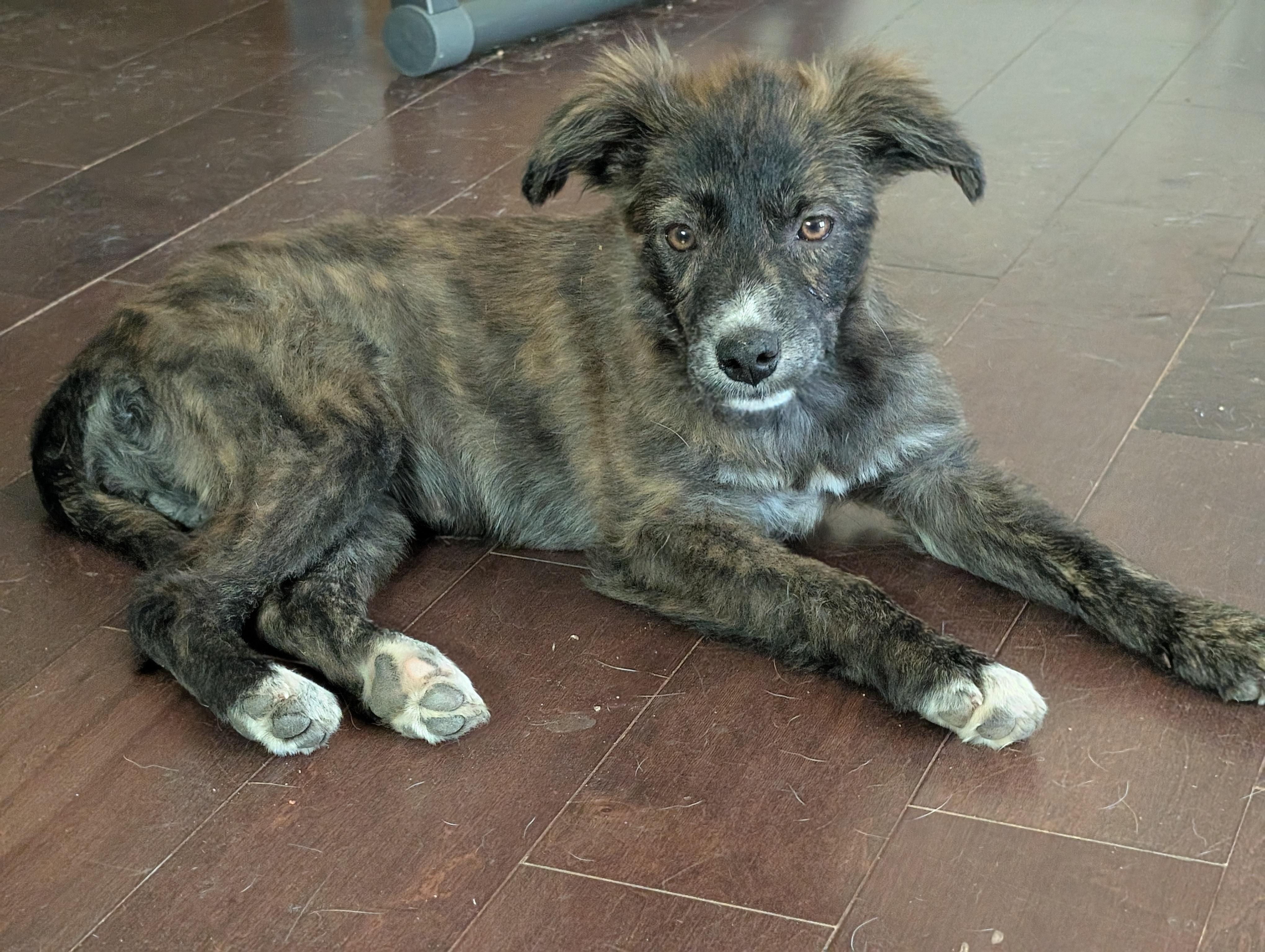 Autumn, a Adopted mixed breed in Osceola, MO image 1/6
