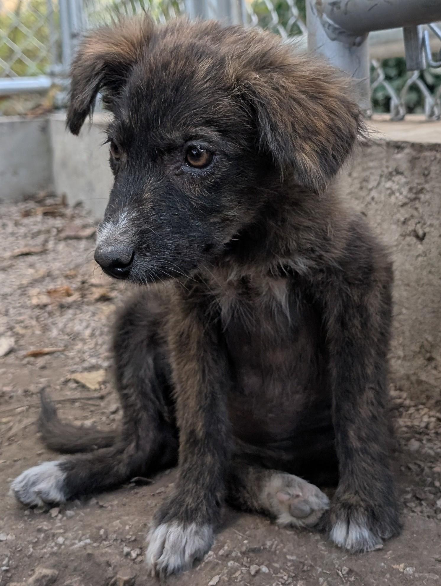 Autumn, a Adopted mixed breed in Osceola, MO image 3/6