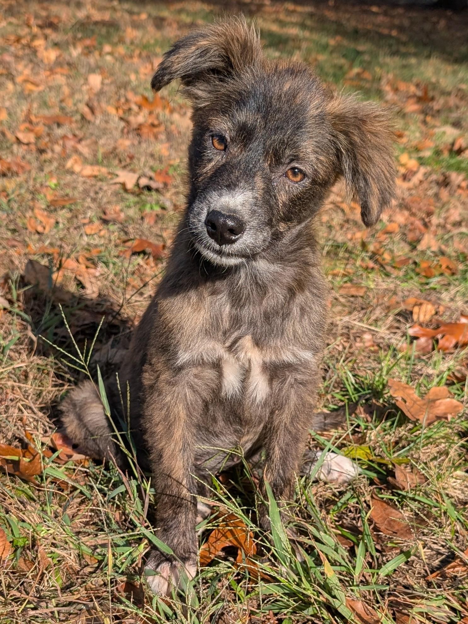 Autumn, a Adopted mixed breed in Osceola, MO image 4/6