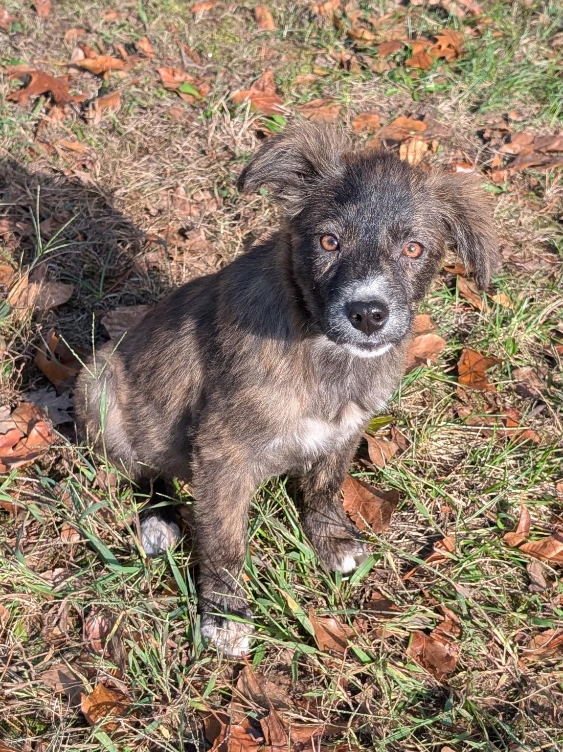 Autumn, a Adopted mixed breed in Osceola, MO image 6/6