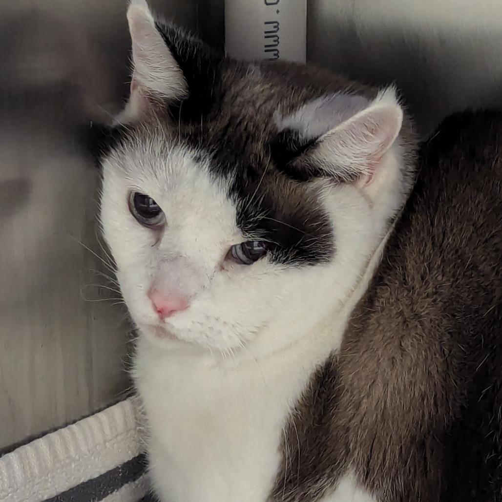 Glacier, Adoptable, Adult Female Ragdoll.