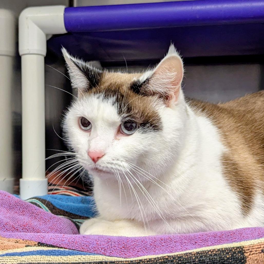 Enlarge Glacier, a Adoptable mixed breed in Marysville, OH image 2/2