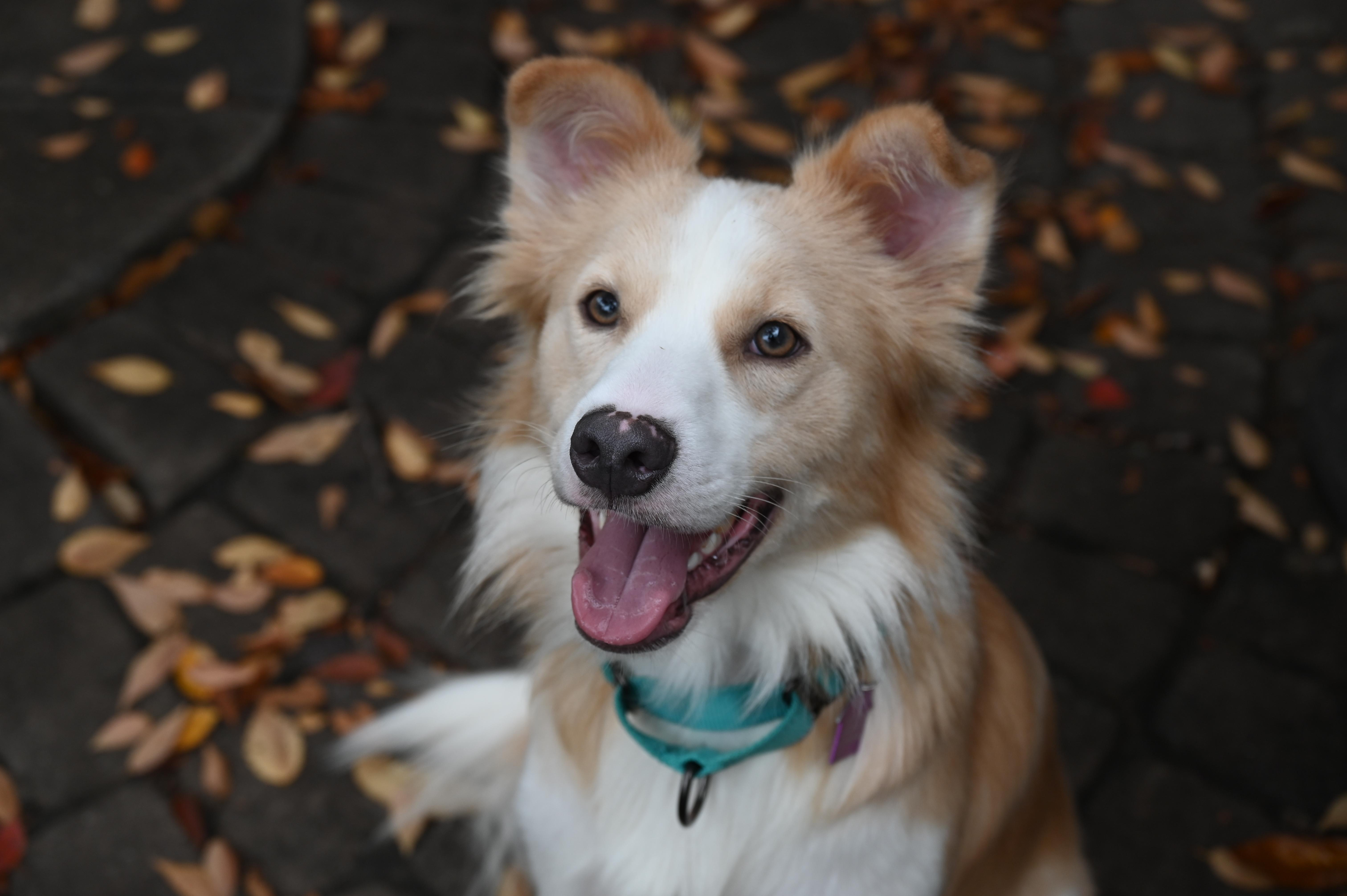 Enlarge Max, a Adoptable mixed breed in Ellicott City, MD image 1/6