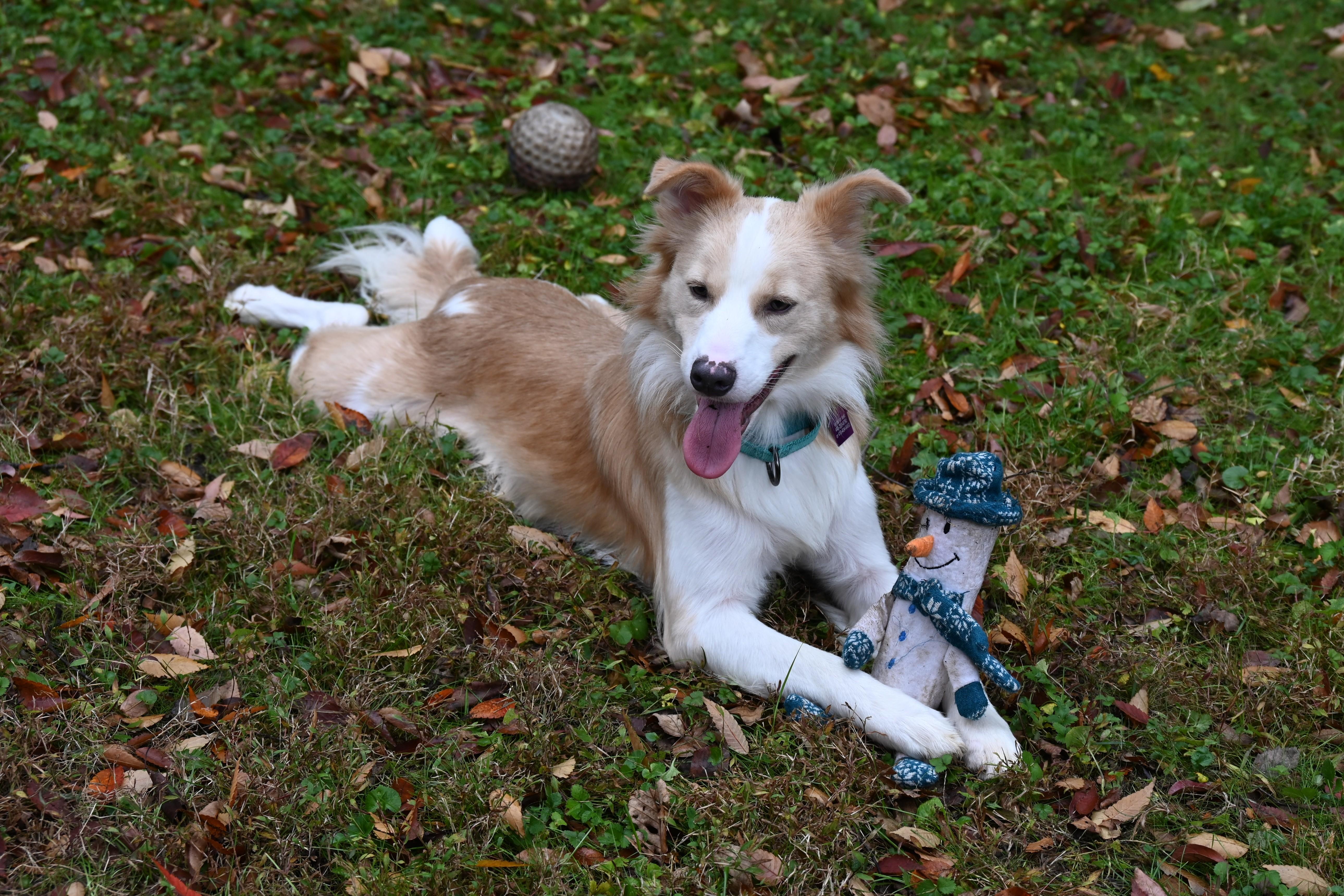 Enlarge Max, a Adoptable mixed breed in Ellicott City, MD image 3/6