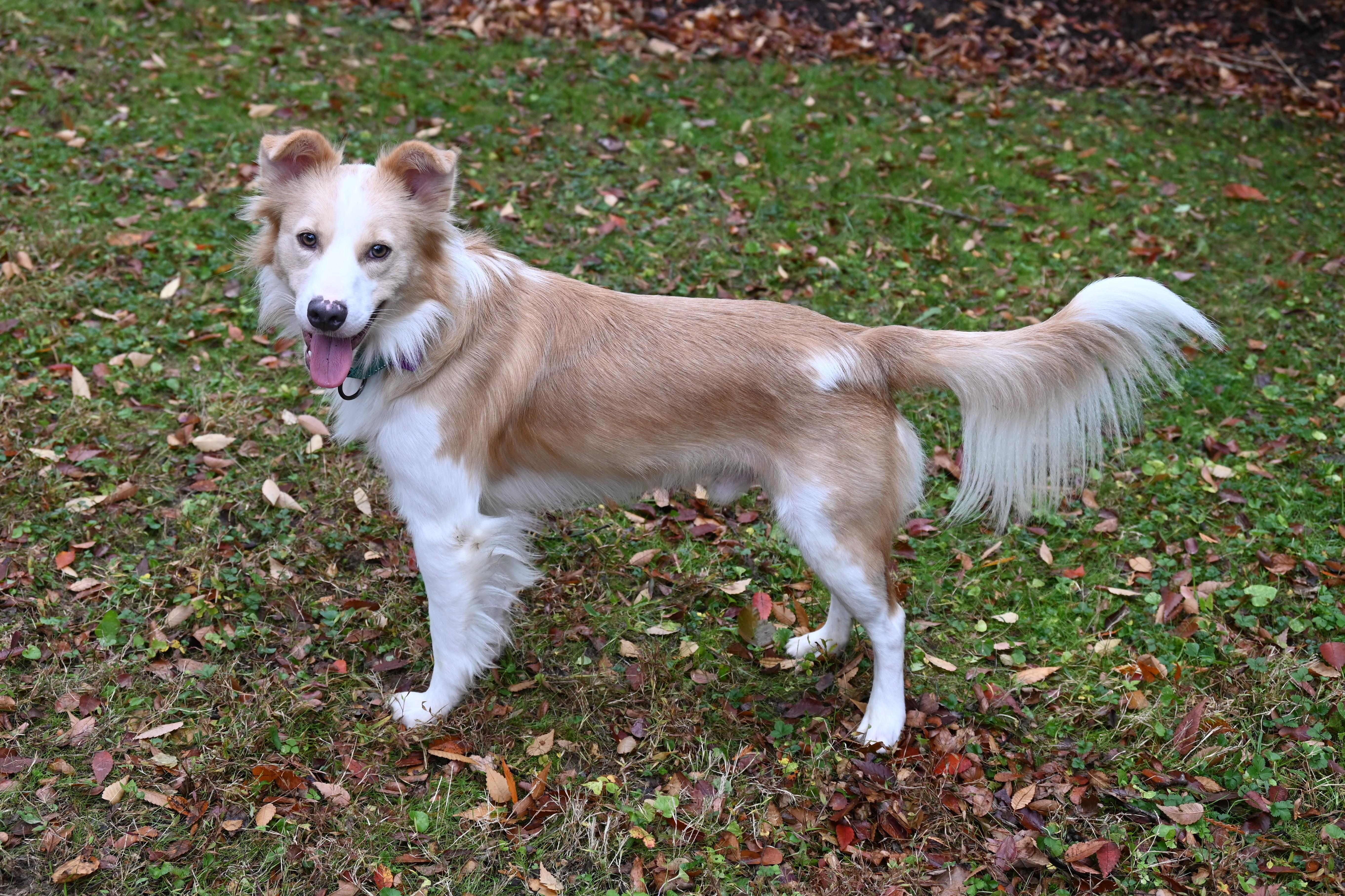 Enlarge Max, a Adoptable mixed breed in Ellicott City, MD image 5/6