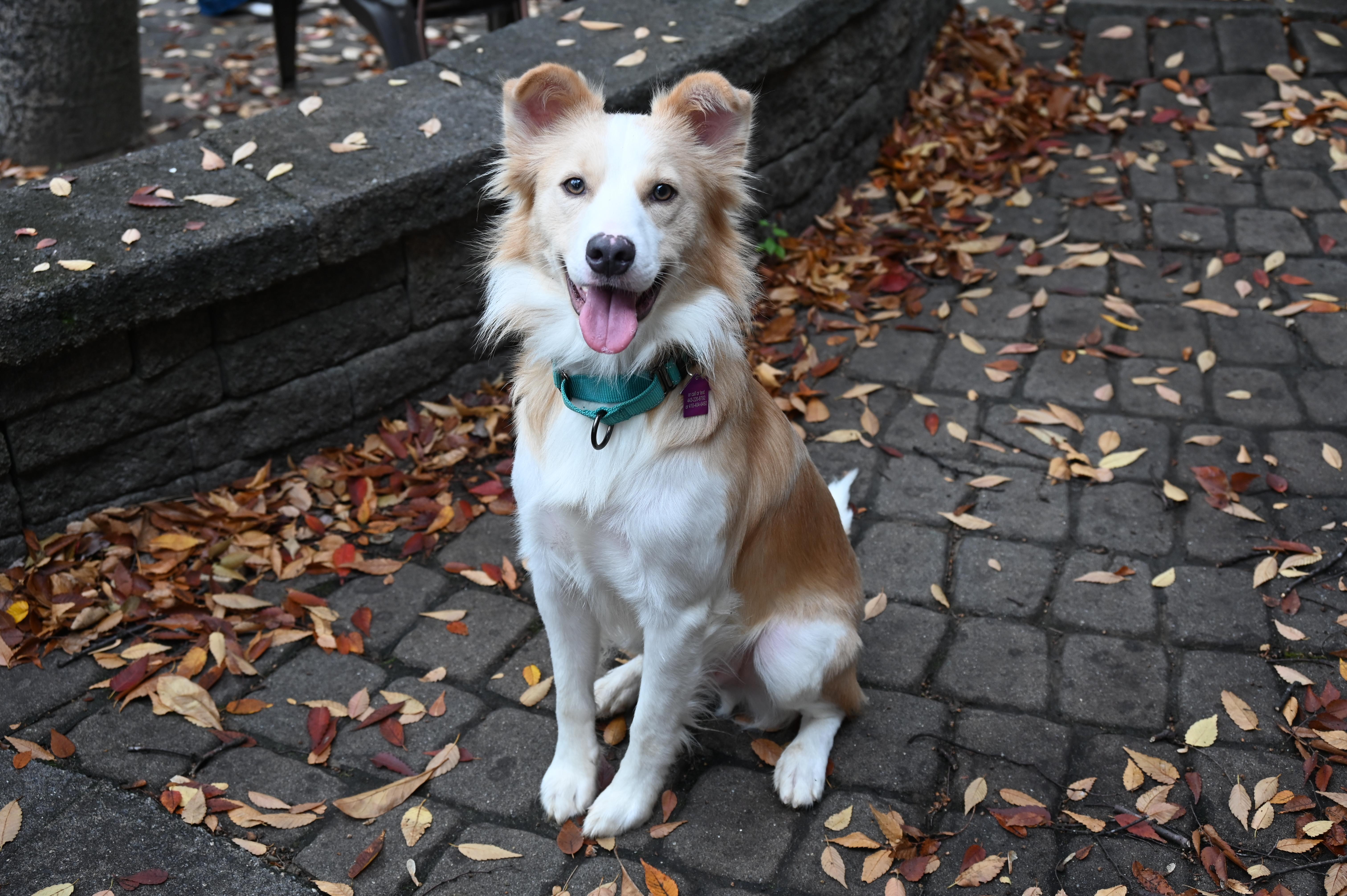 Enlarge Max, a Adoptable mixed breed in Ellicott City, MD image 4/6