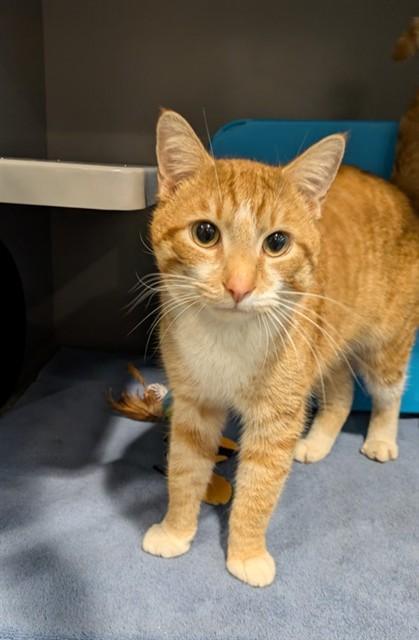 HERMES, Adoptable, Adult Male Domestic Short Hair.