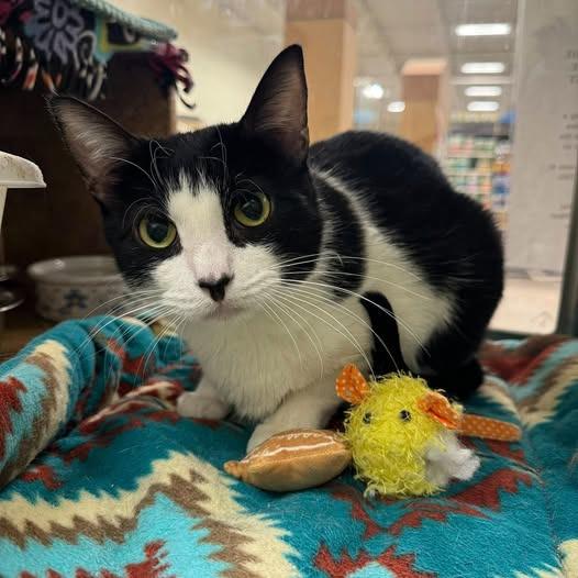 Zinc, Adoptable, Senior Male Domestic Short Hair.