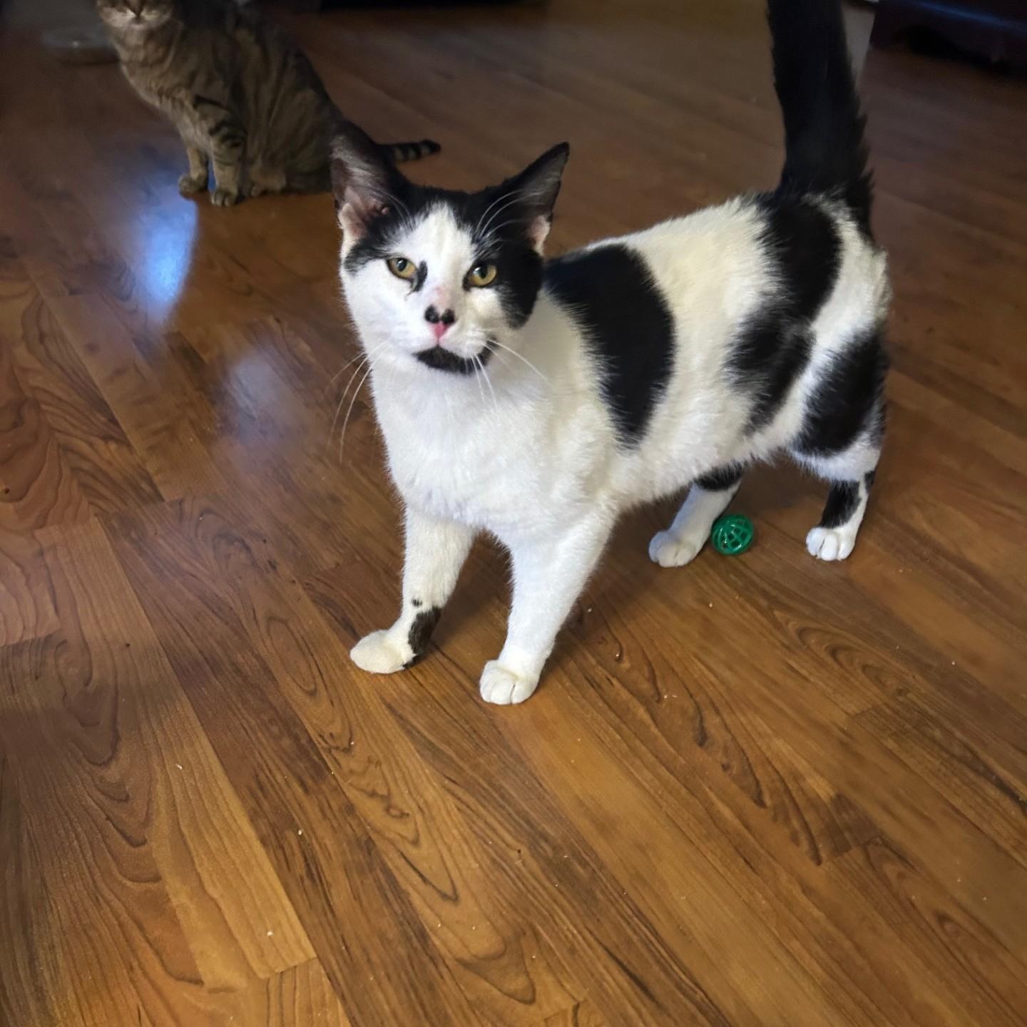 Enlarge James, a ADOPTABLE Domestic Short Hair in Springdale, AR image 2/4
