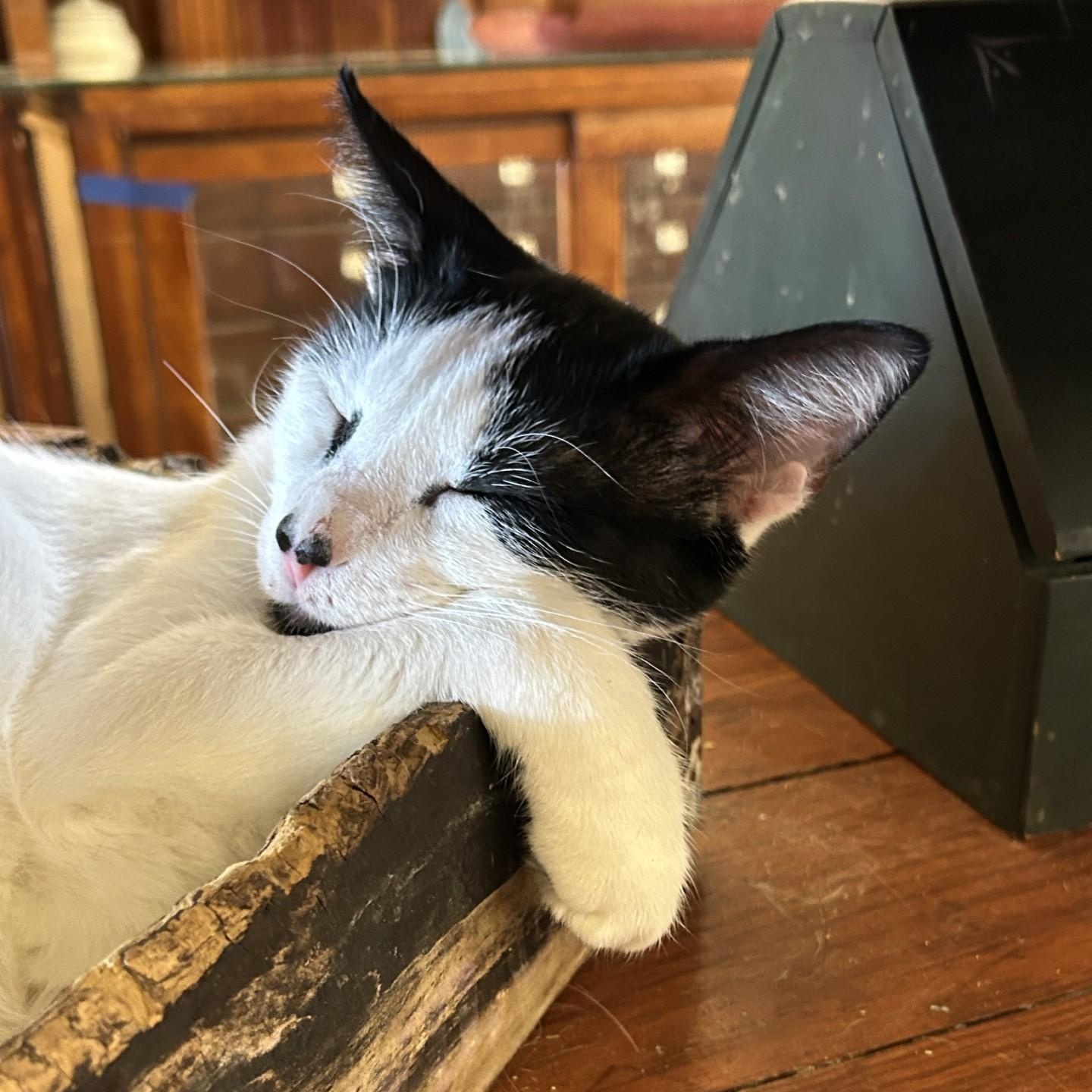 Enlarge James, a Adopted Domestic Short Hair in Springdale, AR image 1/3