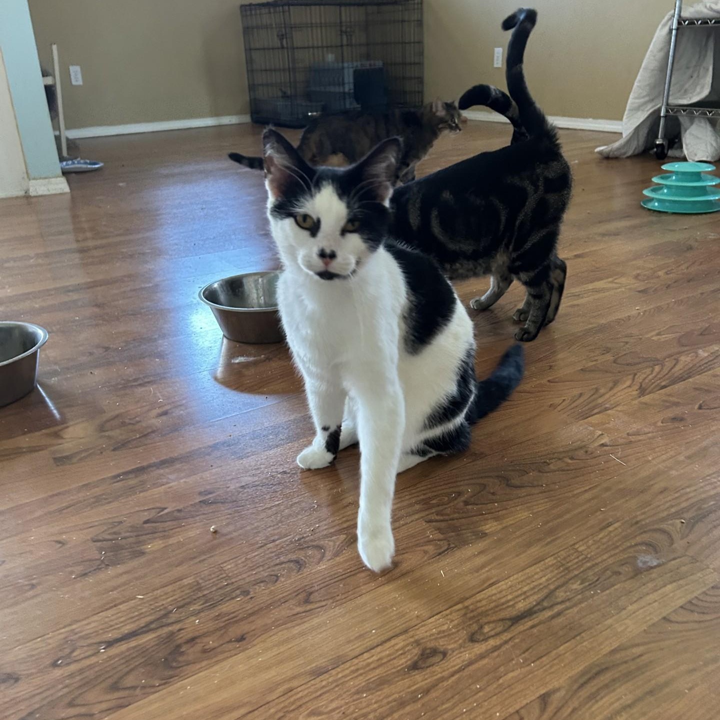 Enlarge James, a ADOPTABLE Domestic Short Hair in Springdale, AR image 4/4