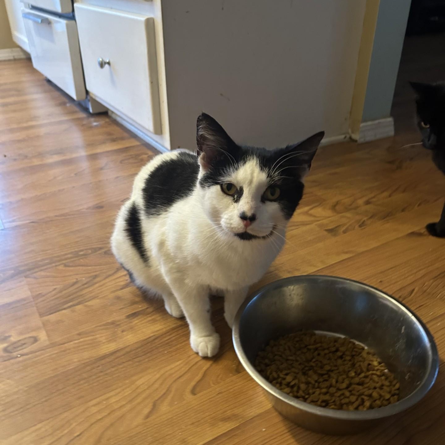 Enlarge James, a ADOPTABLE Domestic Short Hair in Springdale, AR image 3/4
