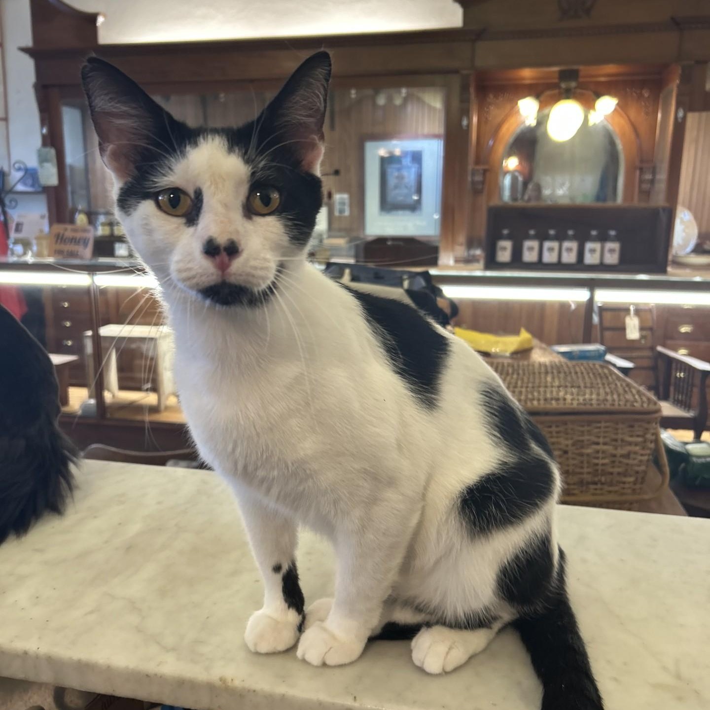 James, ADOPTABLE, Adult Male Domestic Short Hair.