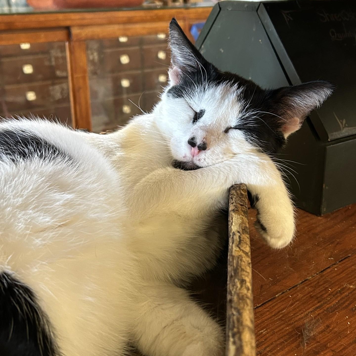 Enlarge James, a Adopted Domestic Short Hair in Springdale, AR image 3/3