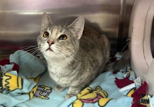 YELENA, Adoptable, Young Female Domestic Short Hair.