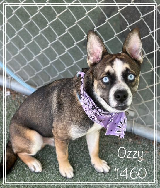 OZZY