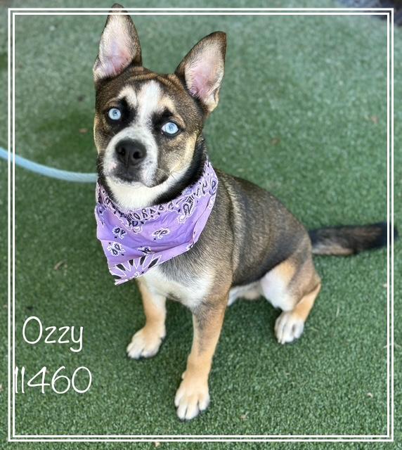 OZZY