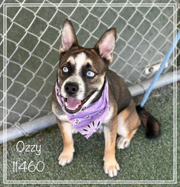 OZZY