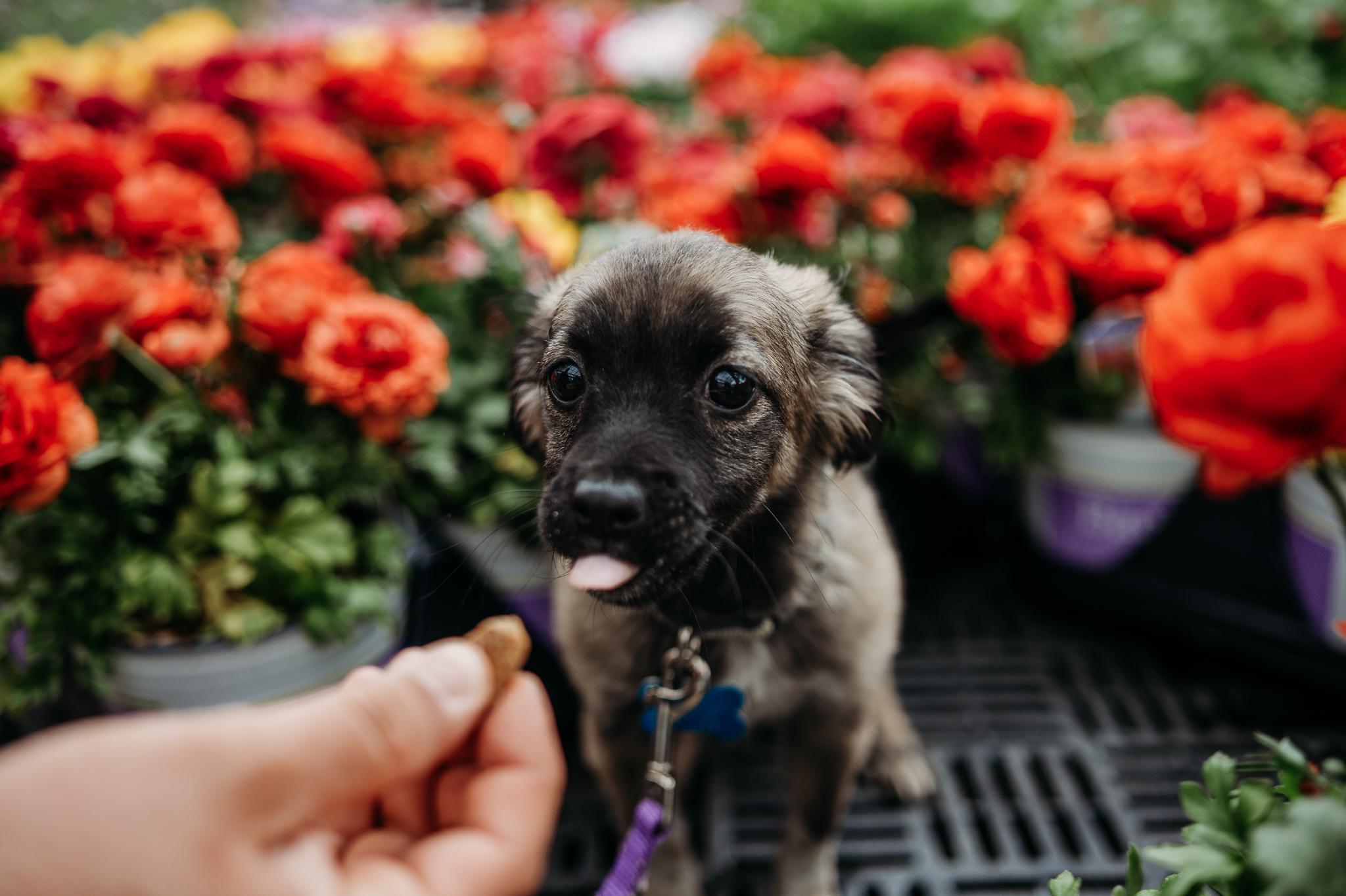 Enlarge Hilde, an adopted mixed breed in Minneapolis, MN image 5/6
