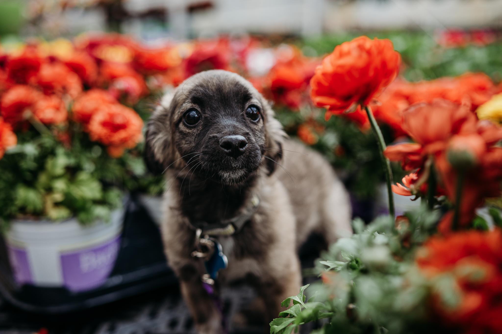 Enlarge Hilde, an adopted mixed breed in Minneapolis, MN image 2/6