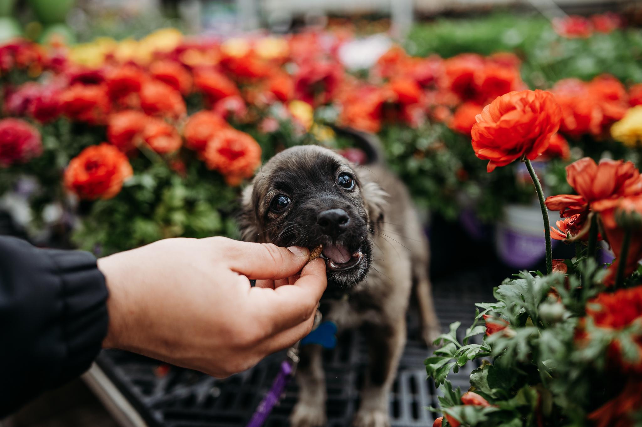 Enlarge Hilde, an adopted mixed breed in Minneapolis, MN image 4/6