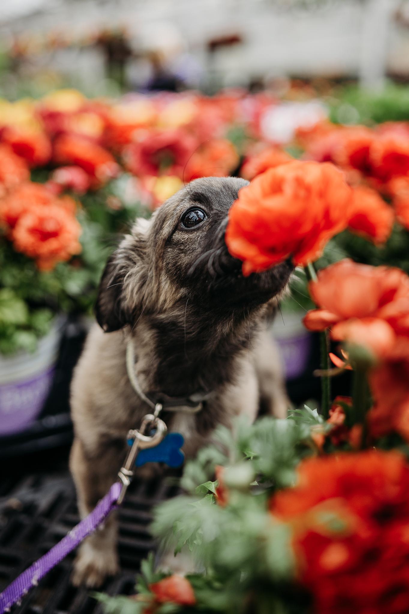 Enlarge Hilde, an adopted mixed breed in Minneapolis, MN image 3/6