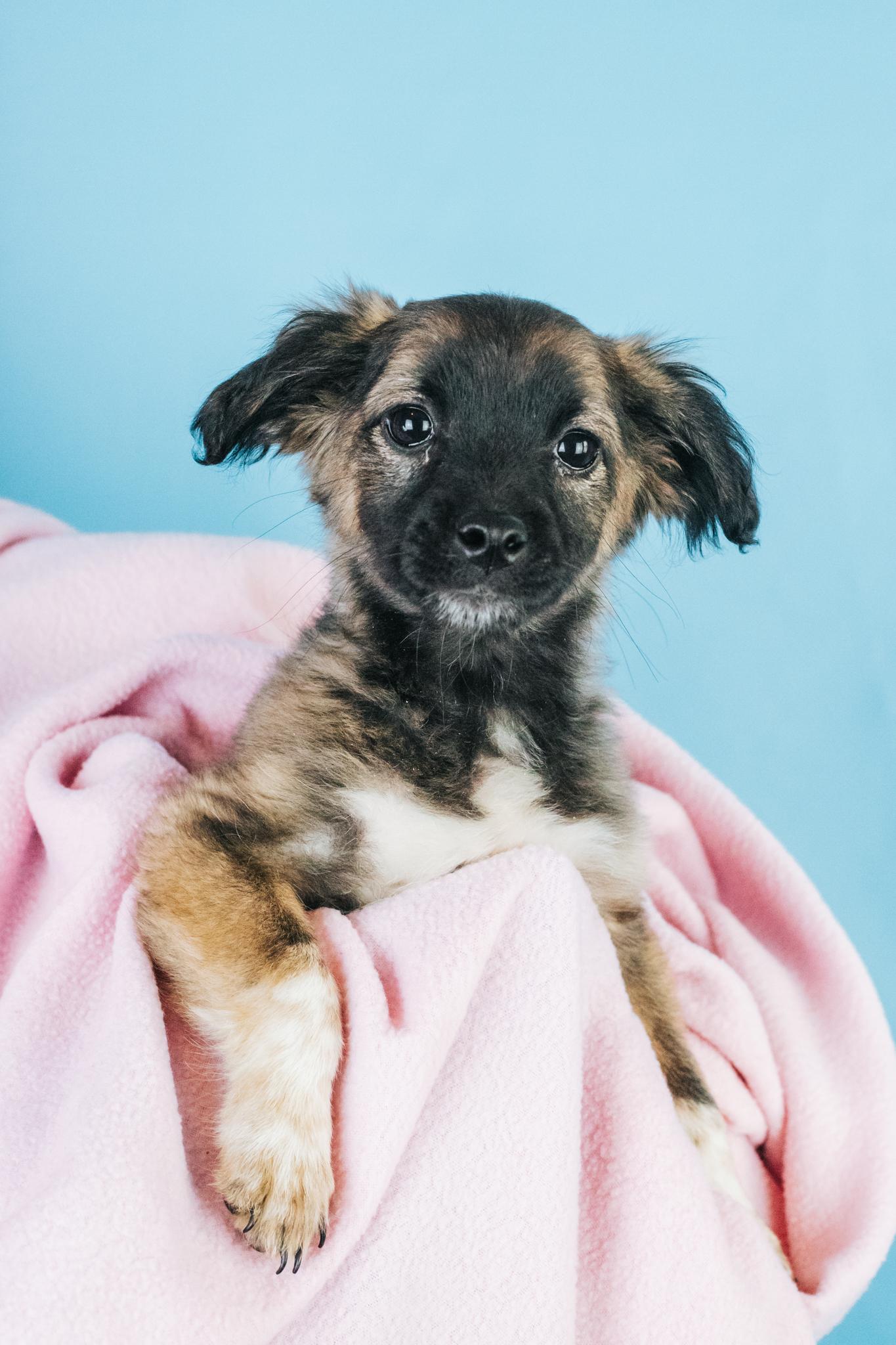 Enlarge Hilde, an adopted mixed breed in Minneapolis, MN image 6/6