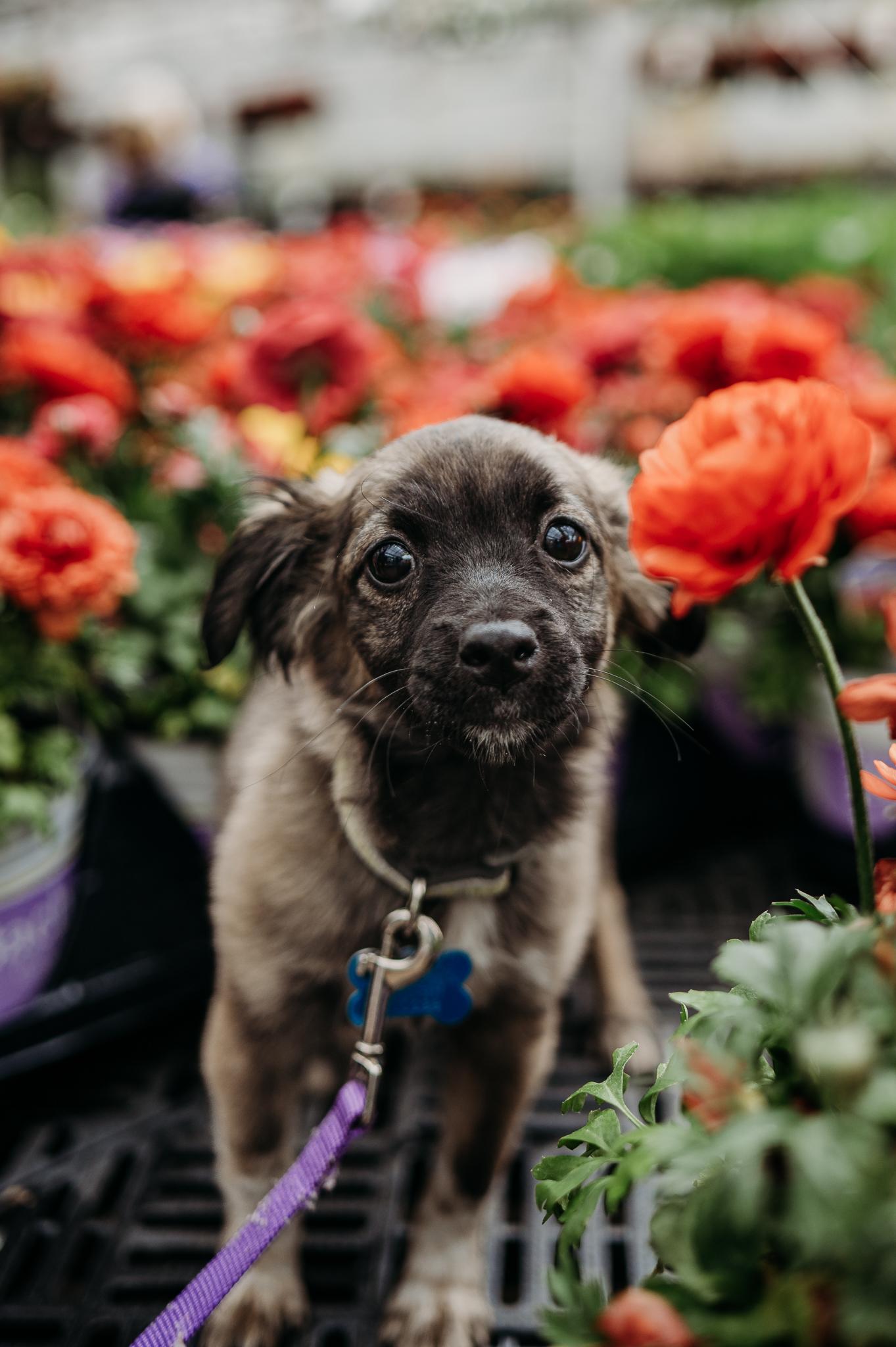 Enlarge Hilde, an adopted mixed breed in Minneapolis, MN image 1/6