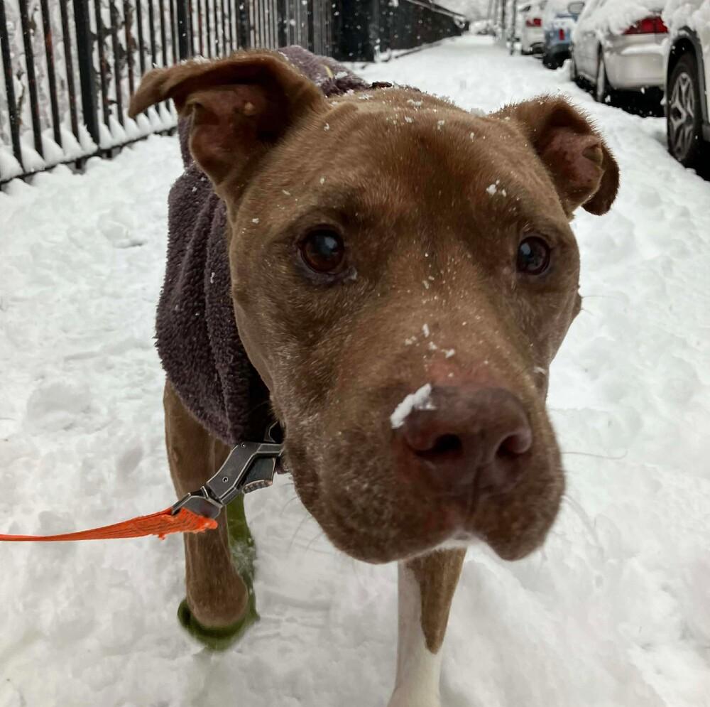 Enlarge Gandalf, a Adoptable mixed breed in Long Island City, NY image 1/6