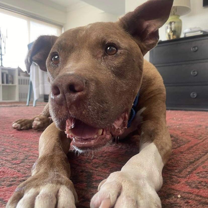 Enlarge Gandalf, a Adoptable mixed breed in Long Island City, NY image 2/6