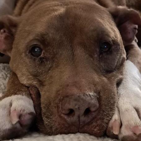 Enlarge Gandalf, a Adoptable mixed breed in Long Island City, NY image 4/6