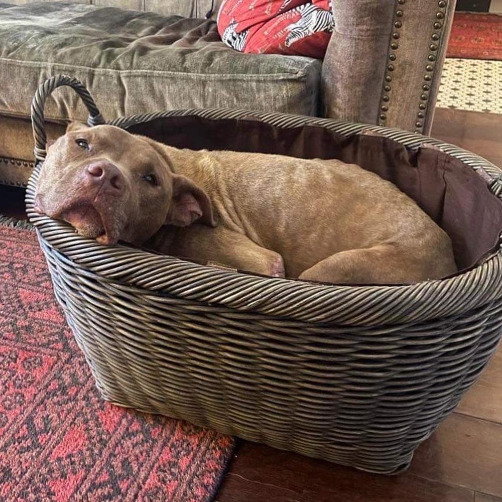 Enlarge Gandalf, a Adoptable mixed breed in Long Island City, NY image 5/6
