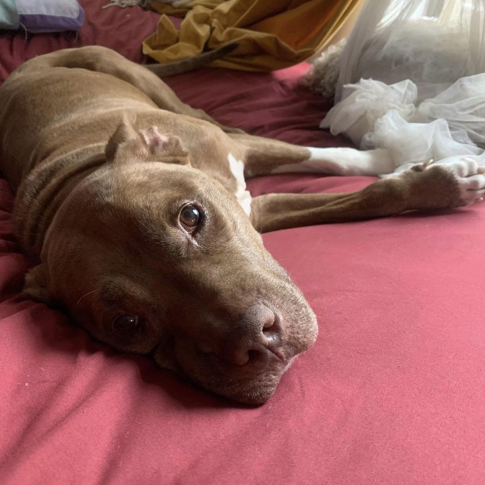 Enlarge Gandalf, a Adoptable mixed breed in Long Island City, NY image 5/5