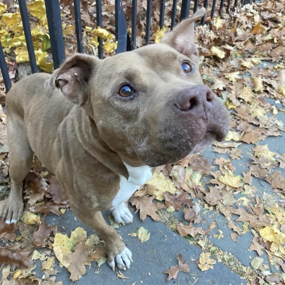 Enlarge Gandalf, a Adoptable mixed breed in Long Island City, NY image 6/6