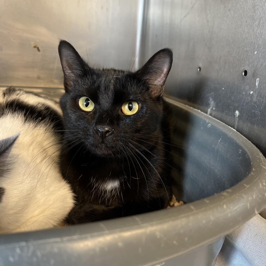 Enlarge Pepsi, a Adoptable Domestic Short Hair in Rock Falls, IL image 2/2